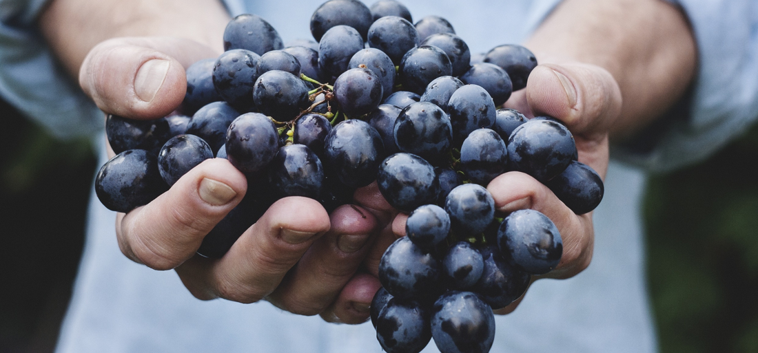 Many people do not know of the phytochemicals derived from grapes used to help cure Heart diseases, Cancer, Hyperglycemia, and Hypertension, which most people suffer from in our world currently.